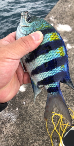 オヤビッチャの釣果