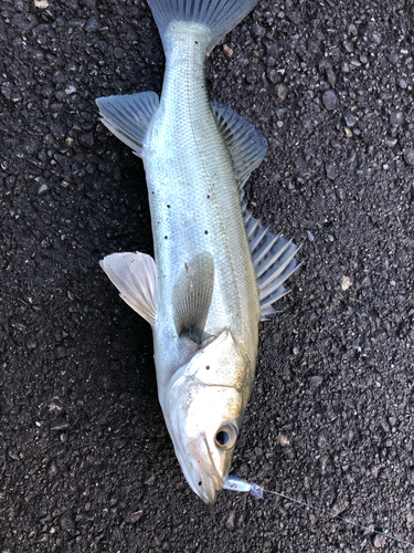 セイゴ（マルスズキ）の釣果