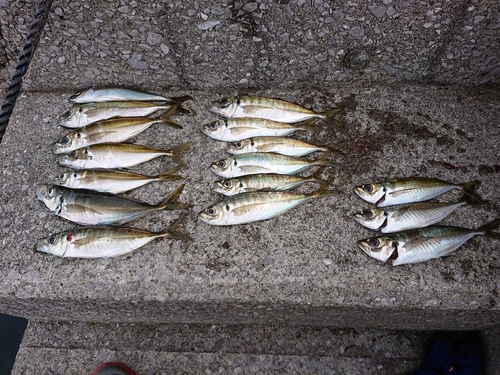 アジの釣果