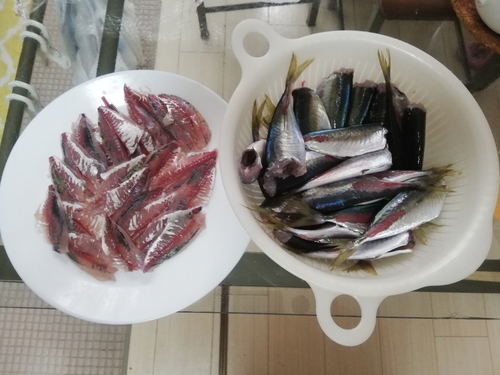 アジの釣果