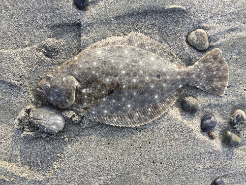 ヒラメの釣果