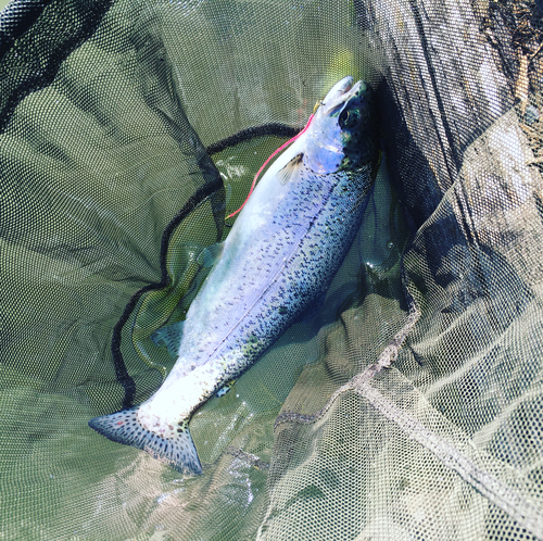 ニジマスの釣果