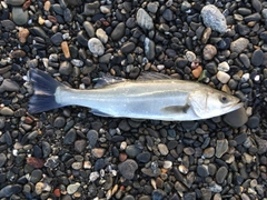 セイゴ（マルスズキ）の釣果
