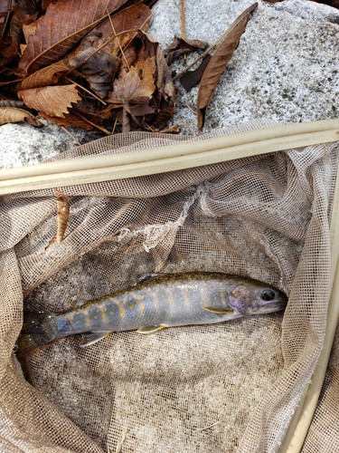 イワナの釣果