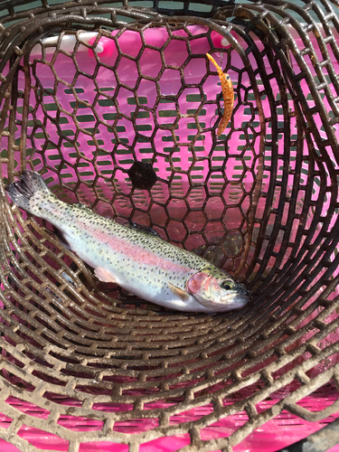 ニジマスの釣果