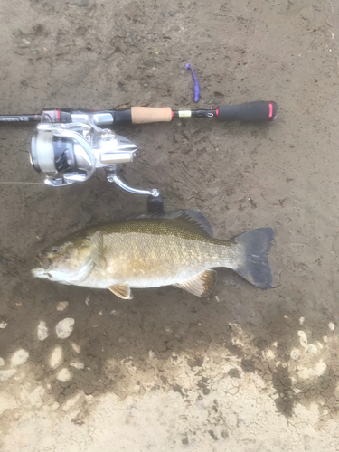 スモールマウスバスの釣果