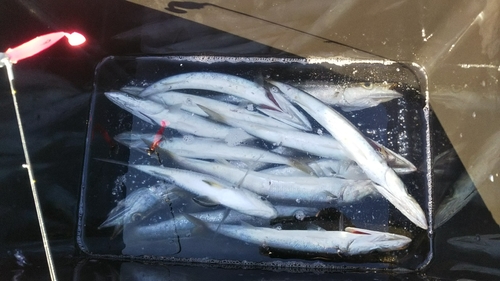 カマスの釣果