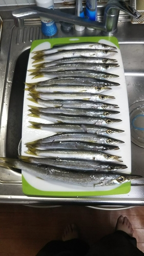 カマスの釣果