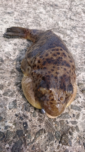 フグの釣果