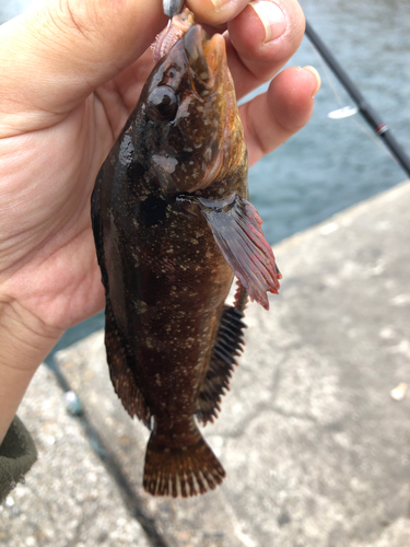 アイナメの釣果