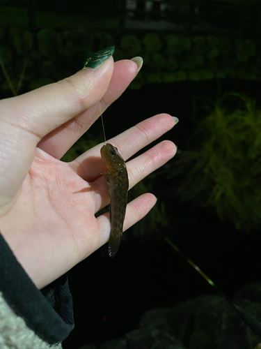 ヌマチチブの釣果