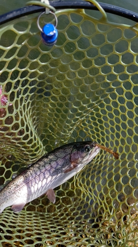 ニジマスの釣果