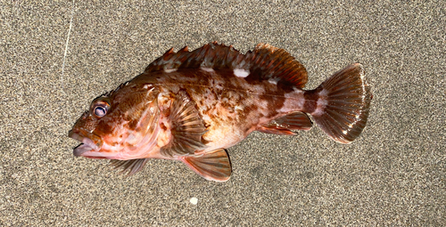 カサゴの釣果