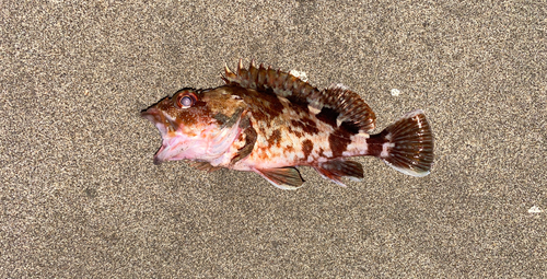 カサゴの釣果