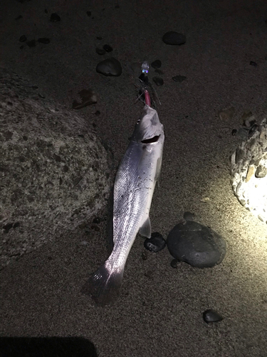 ニベの釣果