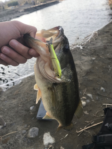 ラージマウスバスの釣果