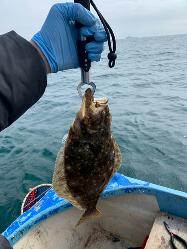 ヒラメの釣果