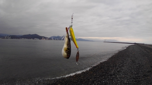 クサフグの釣果