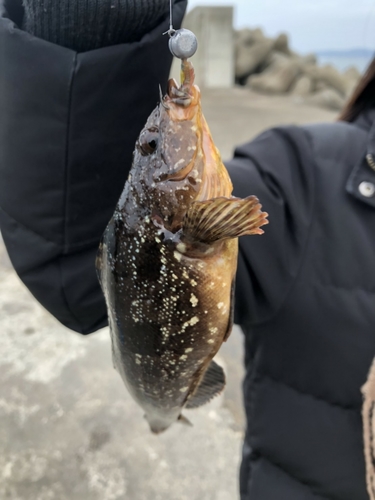 アイナメの釣果