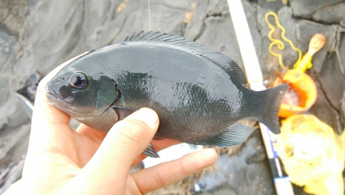 クロメジナの釣果