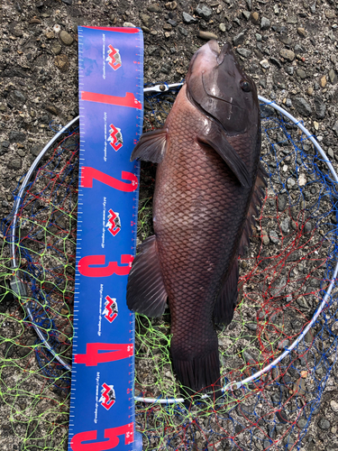 コブダイの釣果