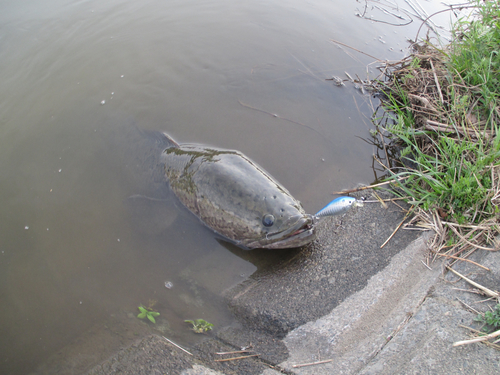 カムルチーの釣果