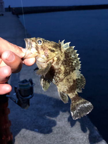 カサゴの釣果