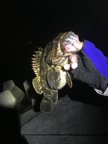 タケノコメバルの釣果