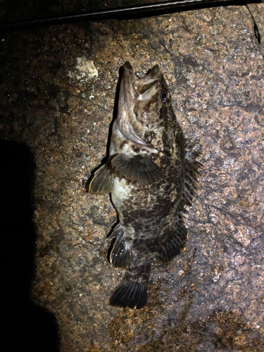 タケノコメバルの釣果