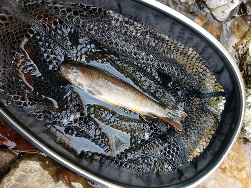 イワナの釣果