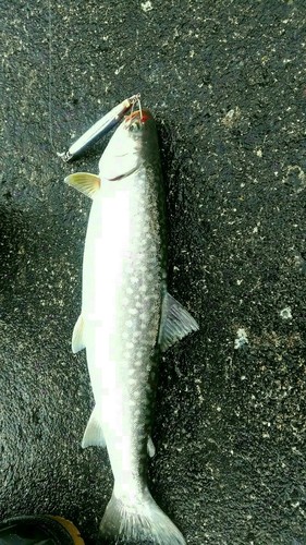 アメマスの釣果