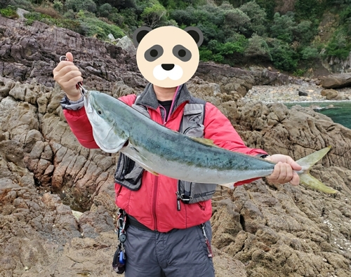 ブリの釣果