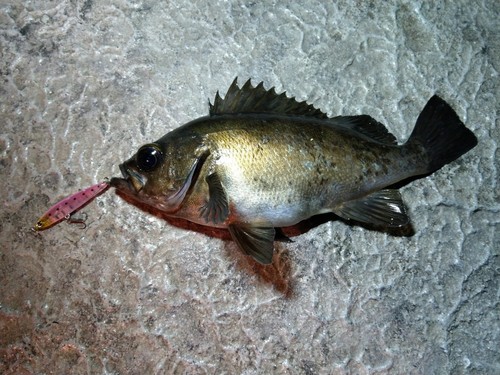 メバルの釣果