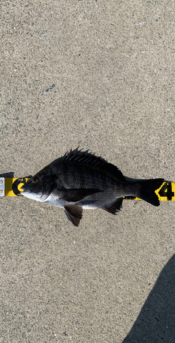 チヌの釣果