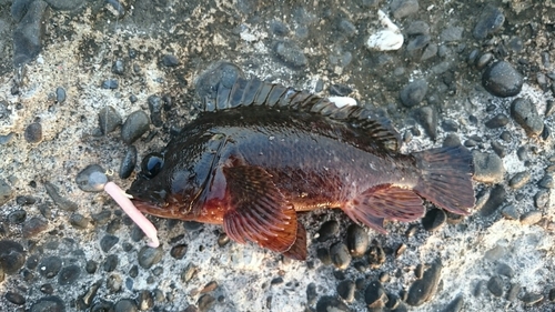 カサゴの釣果