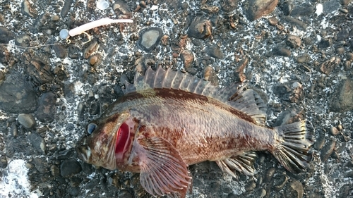 カサゴの釣果