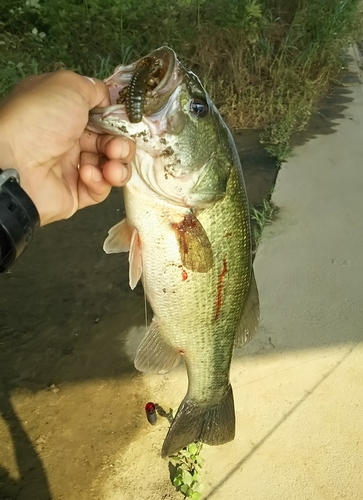 ブラックバスの釣果