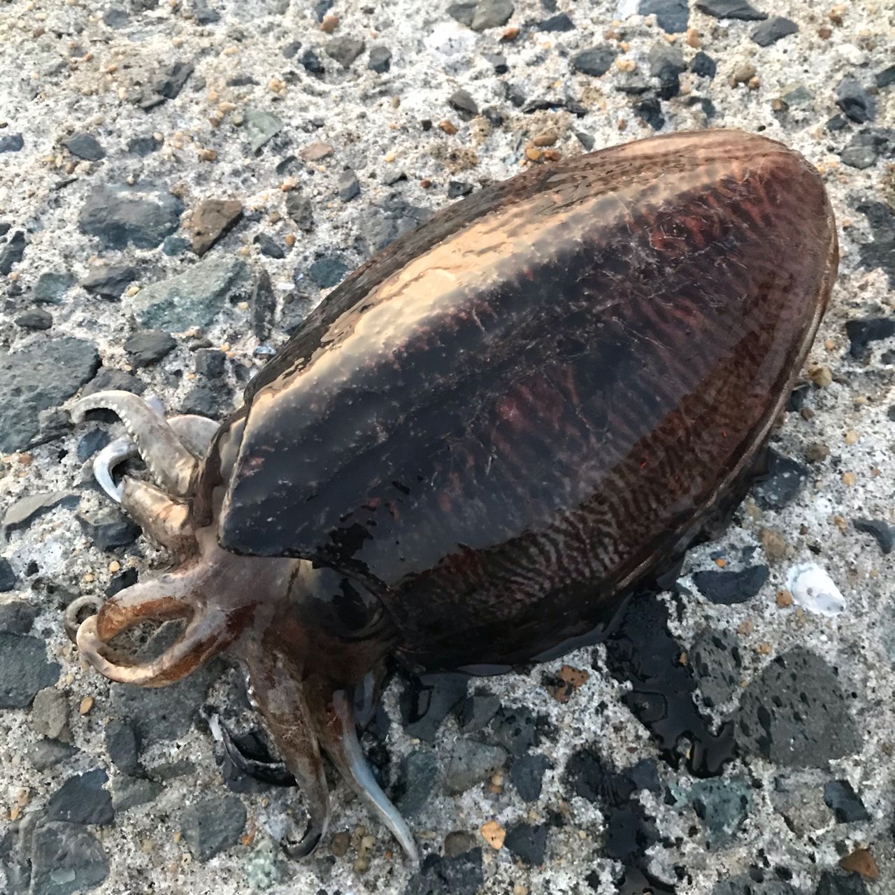 コウイカ