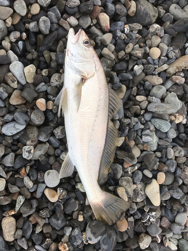 ニベの釣果