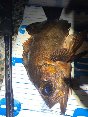 アカメバルの釣果