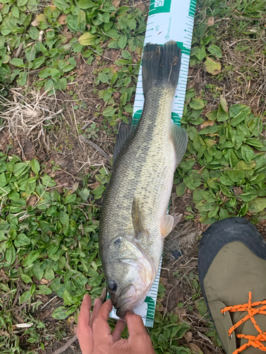 ブラックバスの釣果