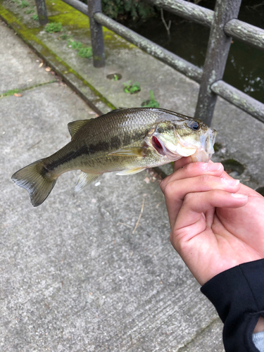 釣果