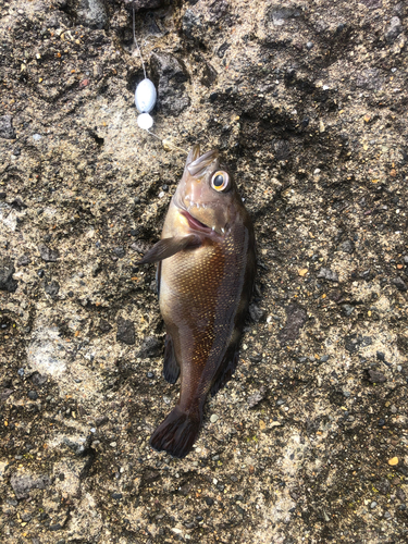 ガヤの釣果