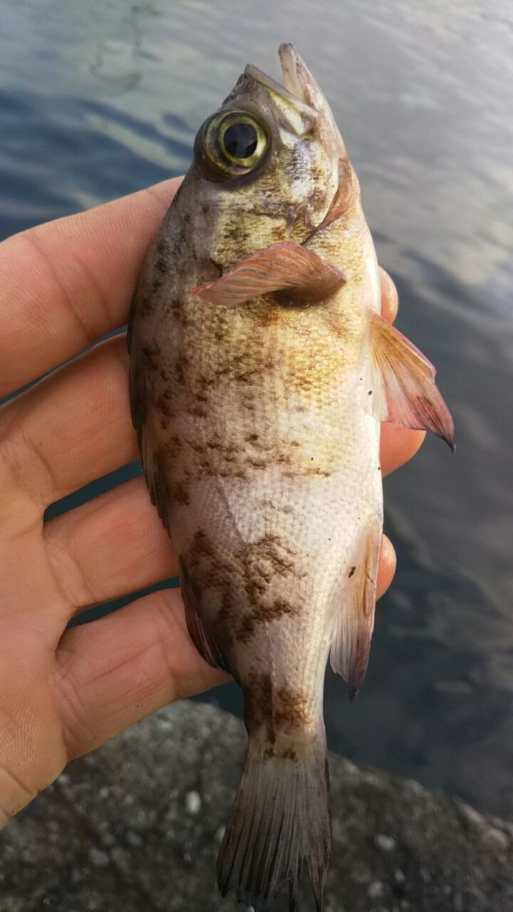メバル