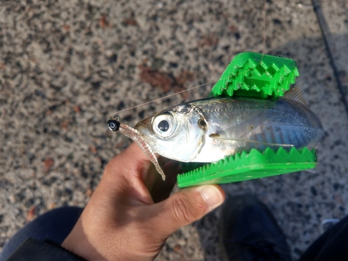 マアジの釣果