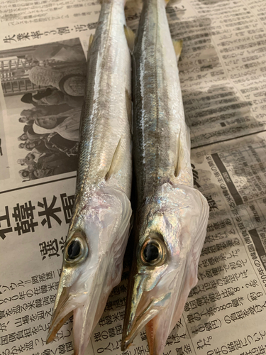 カマスの釣果