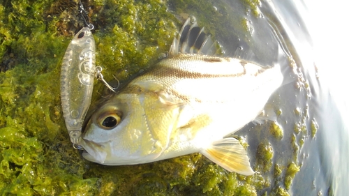 コトヒキの釣果