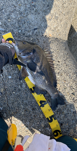 チヌの釣果