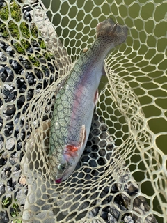 トラウトの釣果