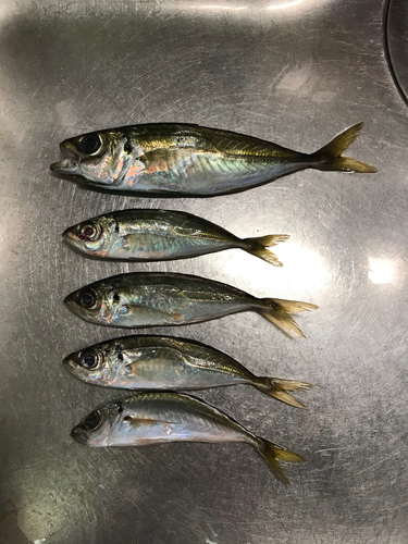 アジの釣果